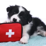 10 First Aid Techniques Pet Owners Should Know