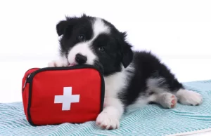 10 First Aid Techniques Pet Owners Should Know