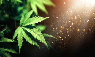 How do terpene profiles shape the THCA flower experience?